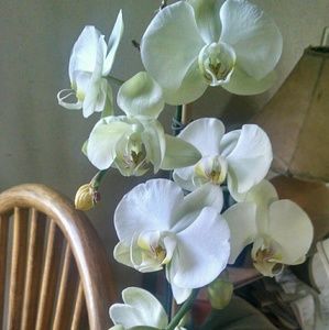 Meet your Posher, Wendy